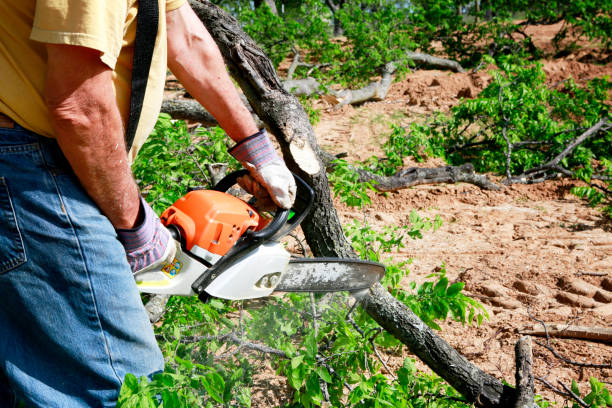 Best Leaf Removal  in South Greeley, WY